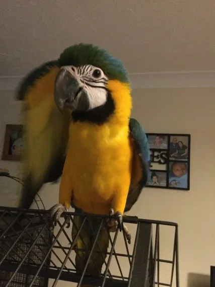 Hyacinth macaws for sale 