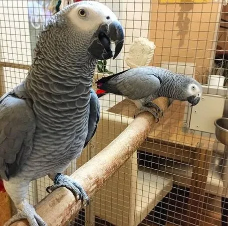 African grey parrot available