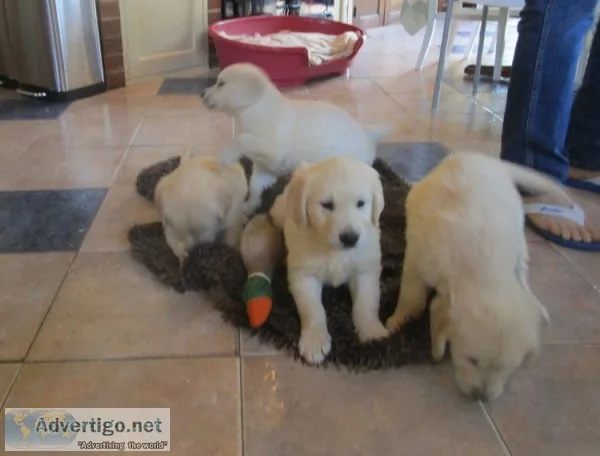 Purebred golden retriever puppies 