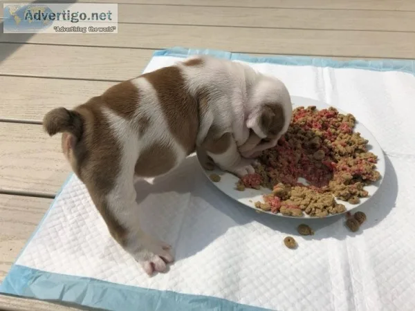 English bulldog puppies 