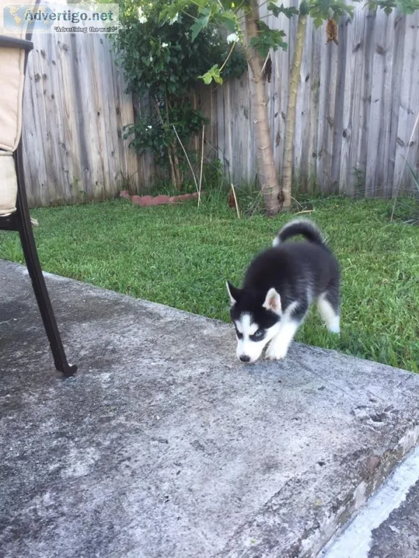 Healthy and cute siberian husky puppies 