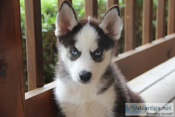 Adorable husky puppies
