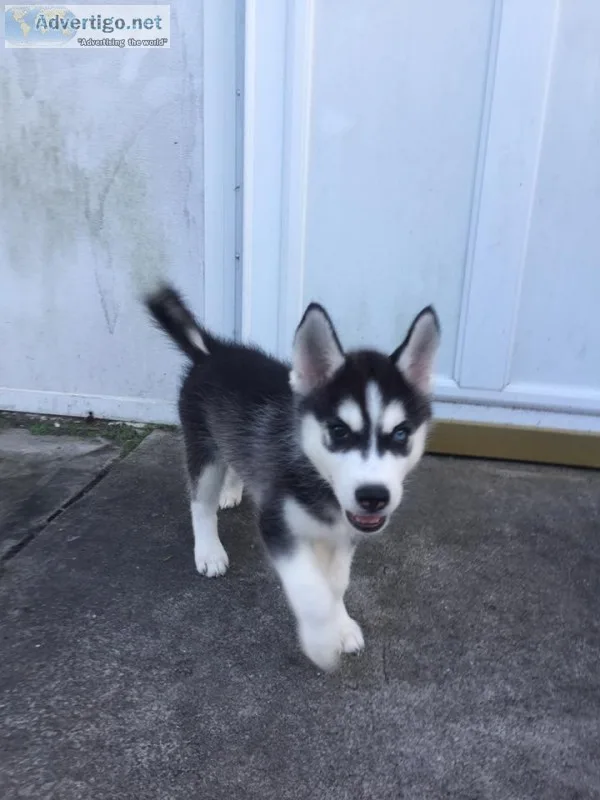 Healthy and cute siberian husky puppies 