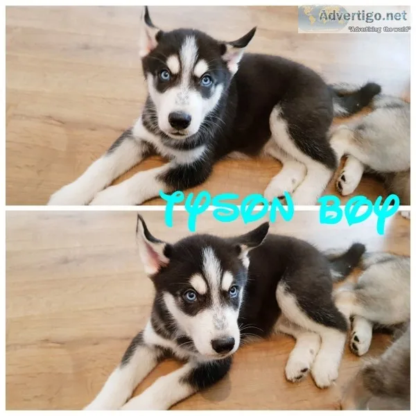 Cute husky puppies