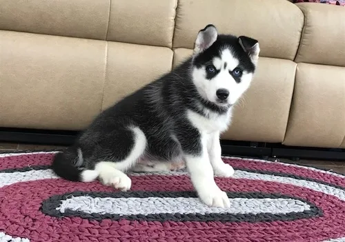 Pure bred full pedigree siberian husky p