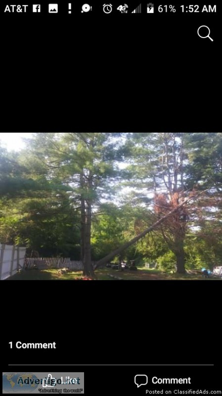 Tree removal hazard assessment
