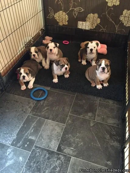 english bulldog puppies are ready to go to a new home they are f