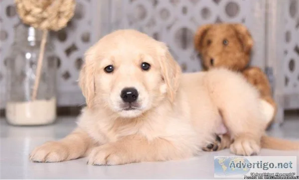 Full Pedigree Golden Retriever Puppies