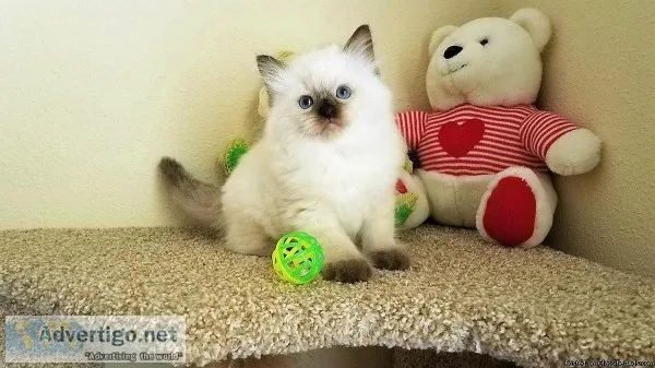 Purebred Ragdoll Kittens To Good Homes