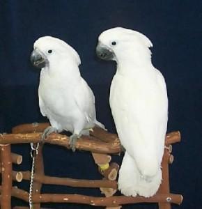 2 newly hatched Umbrella Cockatoo chicks