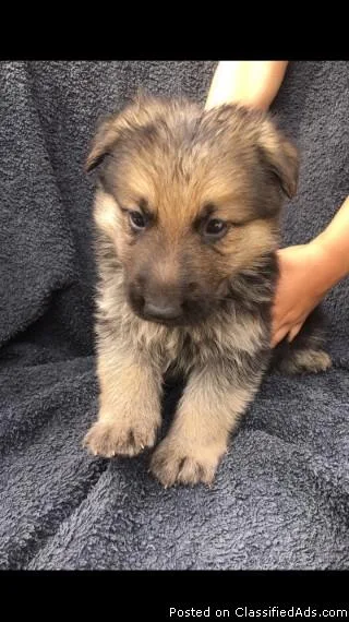 Outstanding German Shepherd Pups