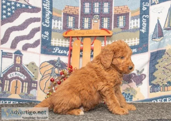 Goldendoodle Pups For You