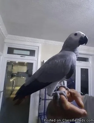 Accommodated Congo Grey parrots