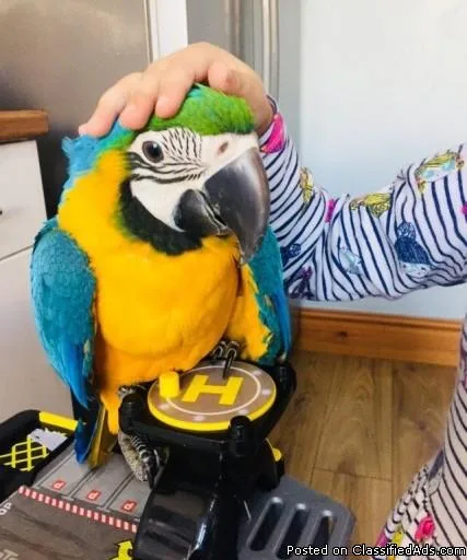 Silly Tame Blue And Gold Macaw