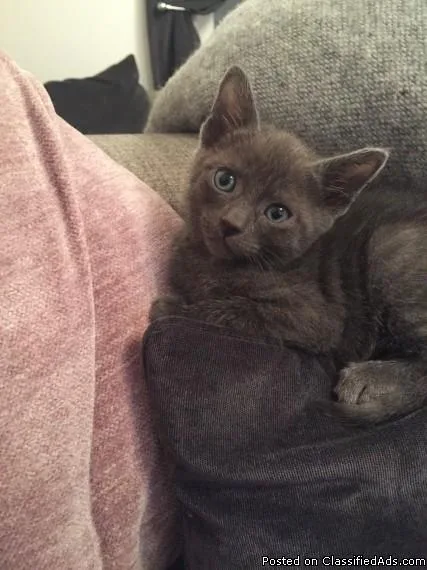 little Tonkinese boy