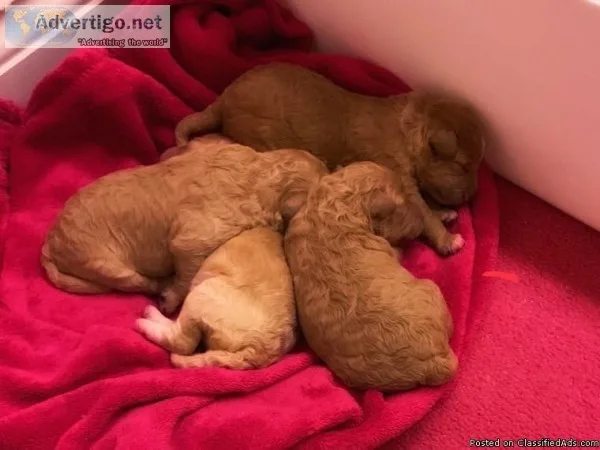 Gorgeous Cavapoosn ow ready