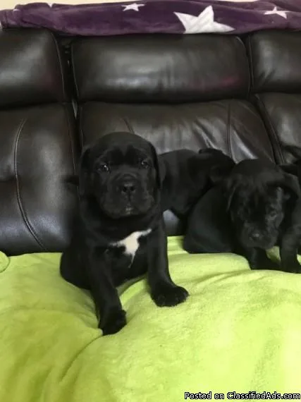 Stunning Pedigree Cane Corso Puppies
