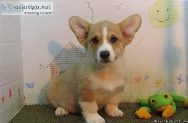 Outstanding Pembrokeshire Corgis Puppies