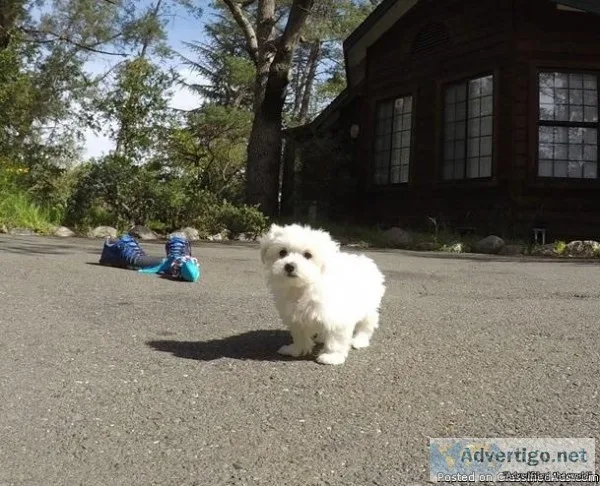 Maltese puppies ready for you