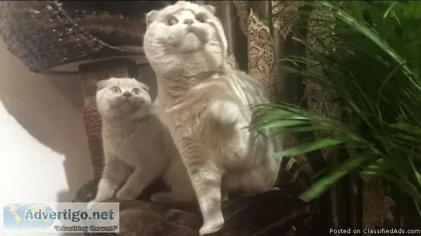 ..House Trained Scottish Fold Kittens For Sale...