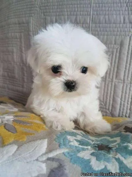 Kc Registered Maltese Puppies
