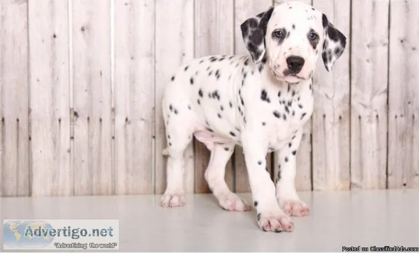 Quality Kc Registered Dalmatian Puppies