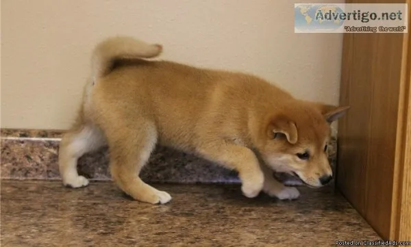 Beautiful Japanese Shiba Inu