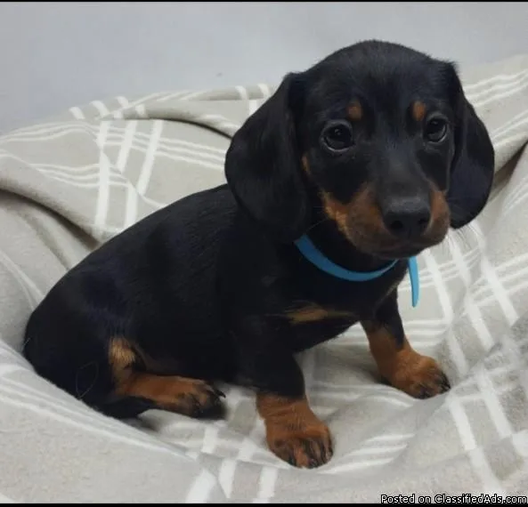Miniature Dachshund Puppies  Available
