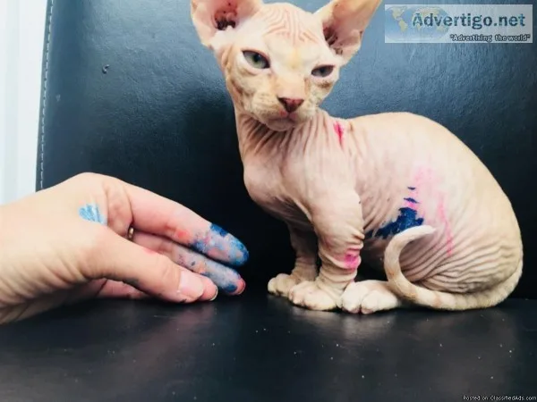 Beautiful Sphynx kittens