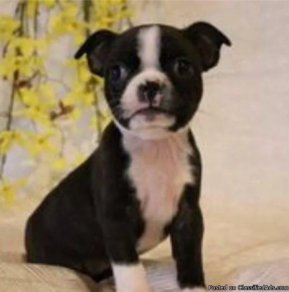 Quality Show Boston Terrier