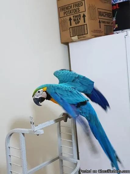 Great Blue and gold Macaw