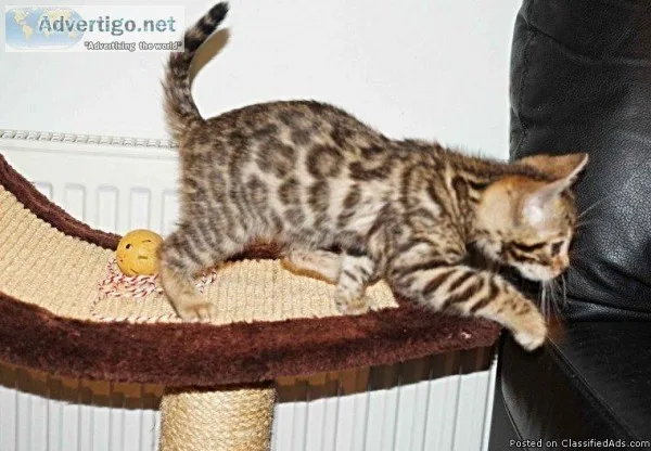 Stunning Pedigree Bengal  Kittens