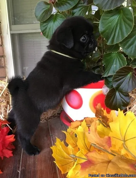 Adorable Pug Puppies To Good Homes.
