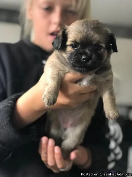 Achieving Chorkie puppies
