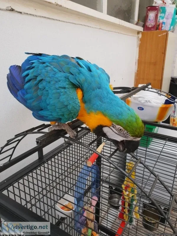 Humble Blue and Gold Macaw Parrots