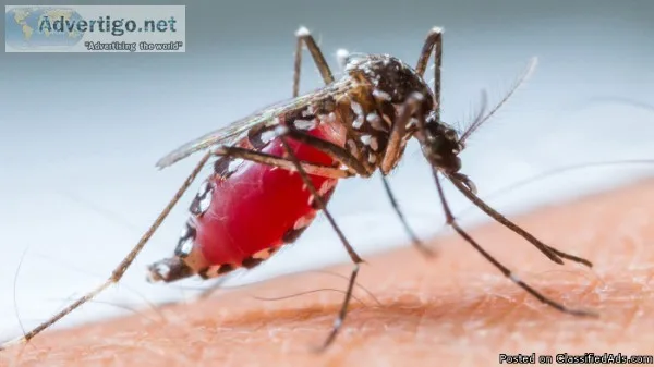 water repels Mosquitoes
