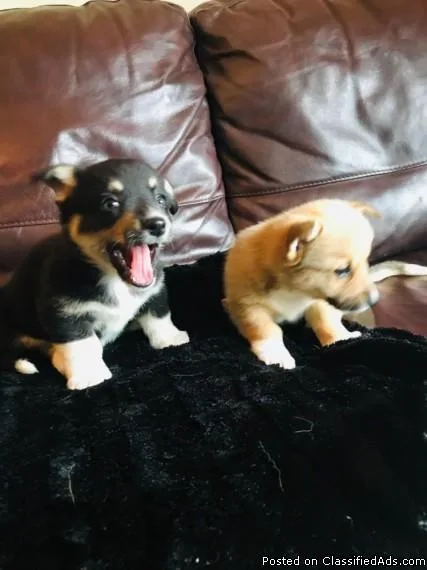 Beautiful Pembrokeshire Corgi Puppies