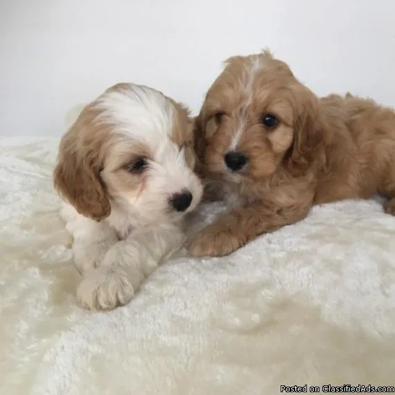 Extensive Health Tested Cockapoo Puppies