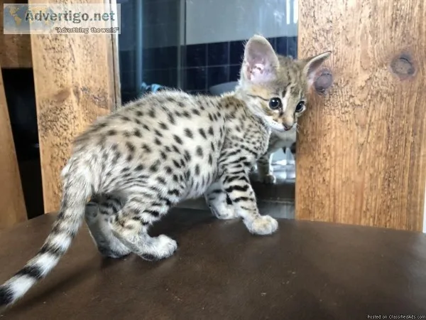 savannah kittens for re-homing.