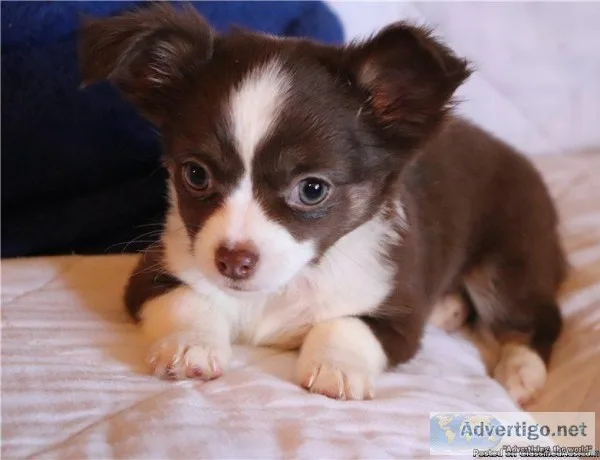 Stunning Longcoat Chihuahua Puppies