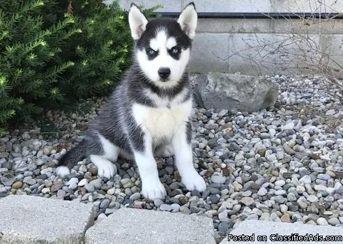 Siberian husky puppies for good homes