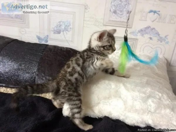 26 Stunning Pedigree Bengal Kittens. Boys And Girls.