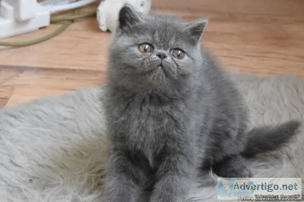 beautiful Exotic Shorthair kitten