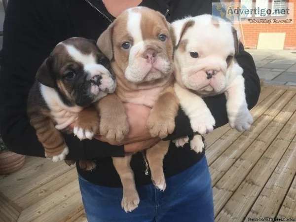 buy me i am ready to go to a new loving and caring home