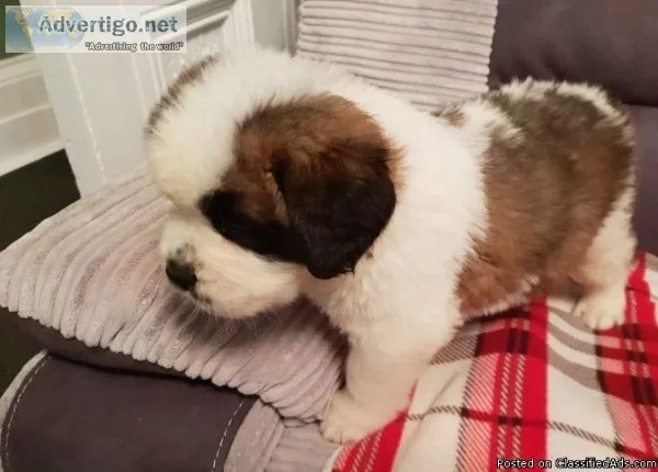 Adaptable Saint Bernard Puppies