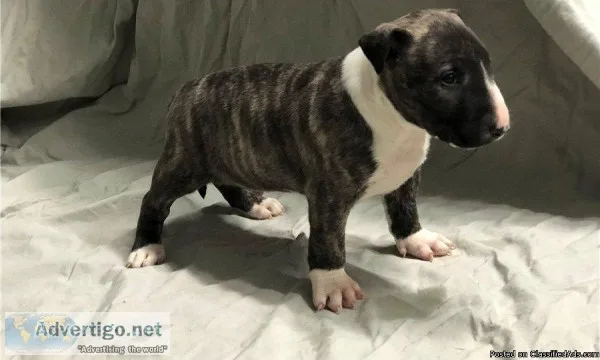 English Bull Terrier  Puppies