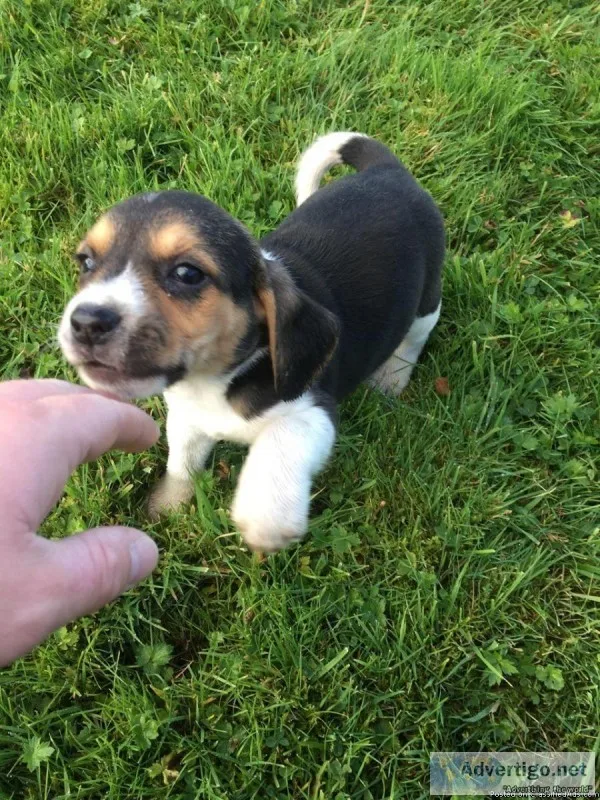 Quality Beagle Puppies