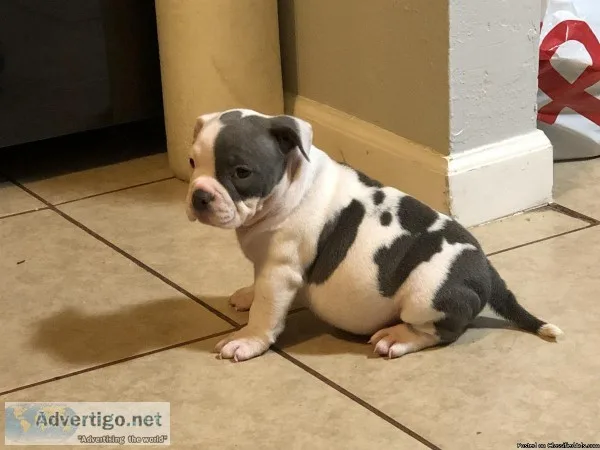 American Bully pup