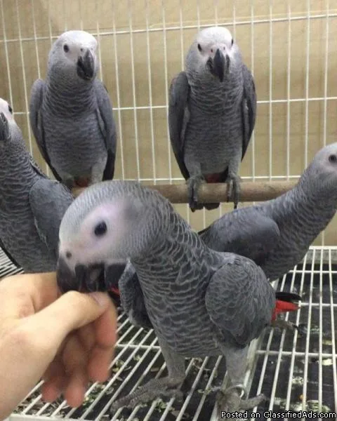 Congo grey pair for sale