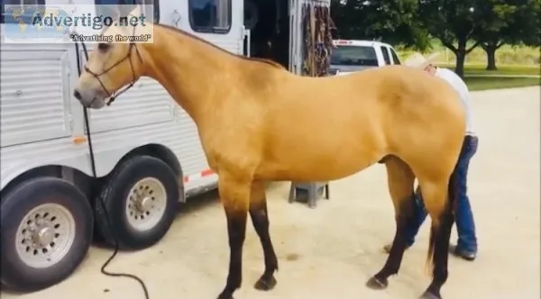 Well trained quarter horse gelding 